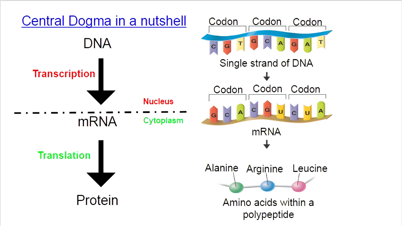 核酸合成的作用是什么?